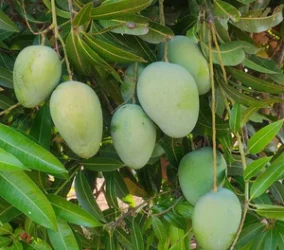 Kesar_mangoes